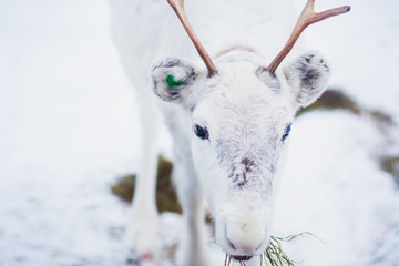 Beautiful white christmas reindeer in Lapland winter 