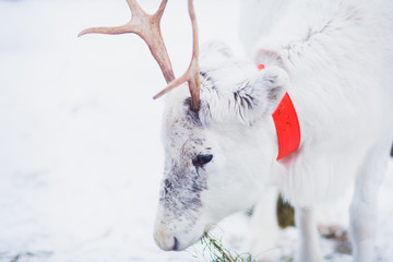 Beautiful white christmas reindeer in Lapland winter  © tsuguliev