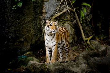 Fototapeta na wymiar Close Up Tiger