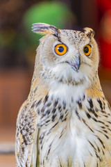 Eagle Owl (Eurasian eagle owl) 