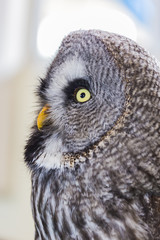 The Great Grey Owl or Lapland Owl, Strix nebulosa 