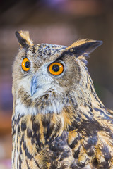Eagle Owl (Eurasian eagle owl) 
