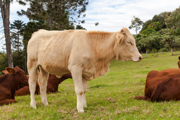 Queensland cattle ranch