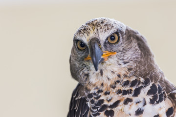 Eagle Crowned (Stepphanoaetus Coronatus), close up of head and wings,