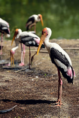 Group of Painted Stork standing on the floor