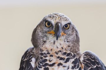 Eagle Crowned (Stepphanoaetus Coronatus), close up of head and wings,