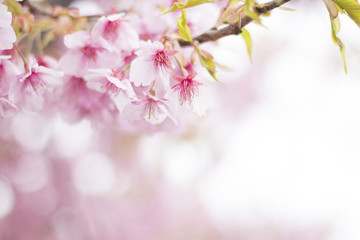 桜　満開