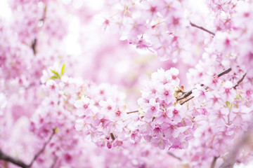 桜　満開