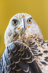 Eagle Crowned (Stepphanoaetus Coronatus), close up of head and wings,