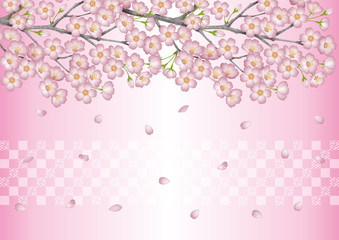 Fototapeta premium 桜