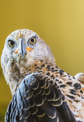 Eagle Crowned (Stepphanoaetus Coronatus), close up of head and wings,