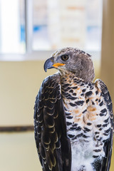 Eagle Crowned (Stepphanoaetus Coronatus), close up of head and wings,