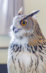 Eagle Owl (Eurasian eagle owl) ,