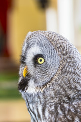 The Great Grey Owl or Lapland Owl, Strix nebulosa,