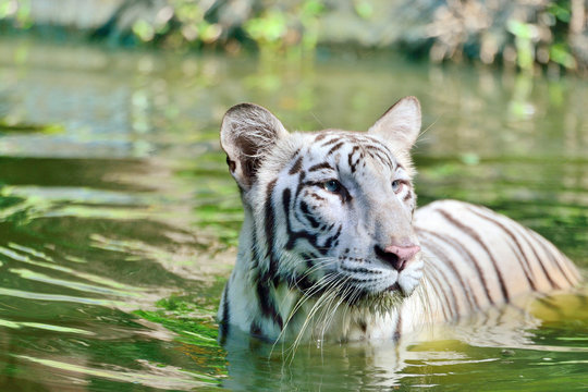 Fototapeta White tiger swimming
