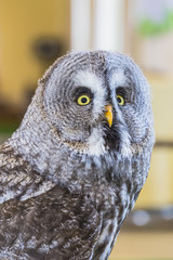 The Great Grey Owl or Lapland Owl, Strix nebulosa,