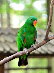 Eclectus Parrot standing on the branch