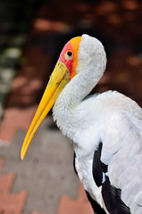 Side view of Yellow-billed Storks