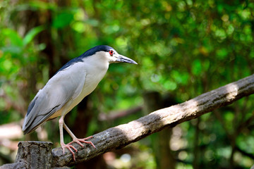 Black Crowned Night Heron standing on the wood railing