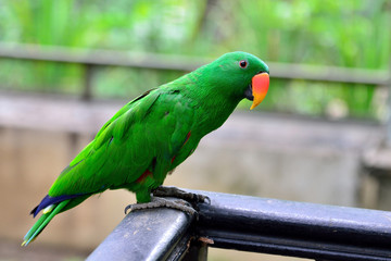 Eclectus Parrot standing on the wood railing