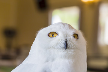 Close up snowy Owl,