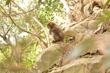 森の日本猿