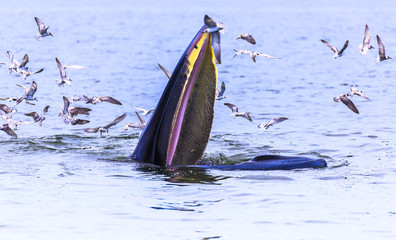 Bryde's whale, Eden's whale eating fish in the Gulf of Thailand. While many seagulls flying around,