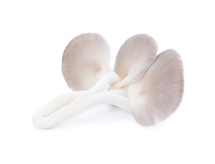 Indian Oyster, Phoenix Mushroom On White Background