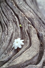 white flower on wood background