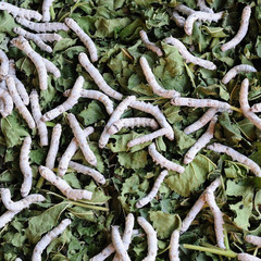 Many silk worms feeding in rattan basket.