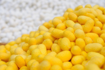 Many cocoon silkworm, Thailand local cottage industries.