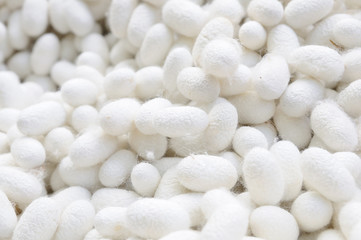 Many cocoon silkworm, Thailand local cottage industries.