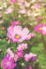 Obraz premium beautiful flowers in the garden with soft light