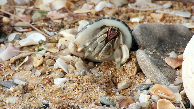 Krabben am Strand