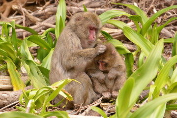 日本猿の毛づくろい