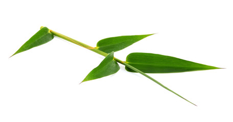 Green bamboo leaves on a white background