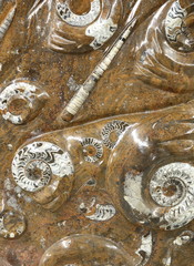 plaque de fossiles
