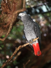 gris du gabon