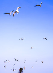 seagulls flying among blue sky ,