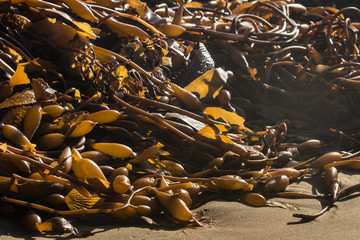 kelp rotting on beach