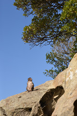たそがれる日本猿