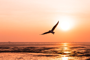 seagull birds flying in sunset over the sea,
