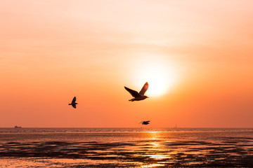 Fototapeta na wymiar seagull birds flying in sunset over the sea,