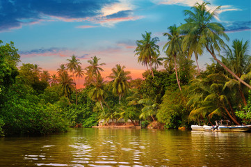 Fototapeta premium river, beautiful sunrise and tropical palms