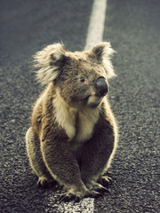 Koala on the road © Henryk Sadura