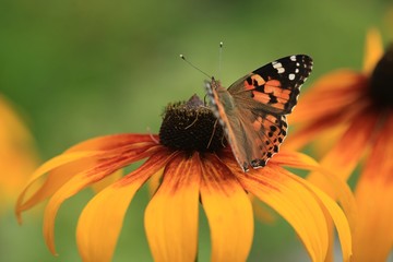 butterfly on flower