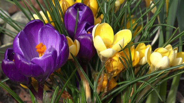 Lilane und gelbe Krokusse im Fr&uuml;hling