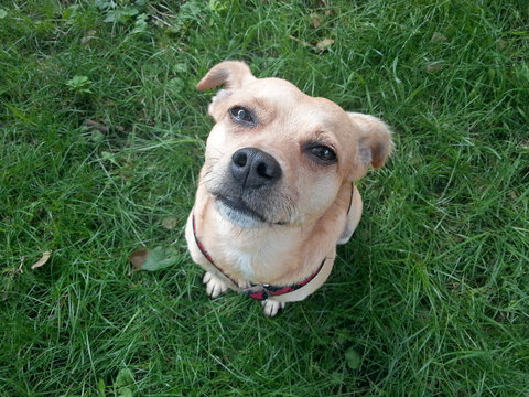 kleiner hund in natur