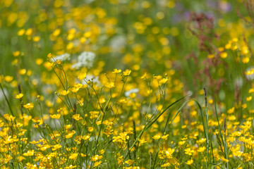 Blumenwiese in den Bergen