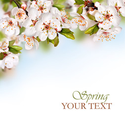 Spring flowers background with white blossom
